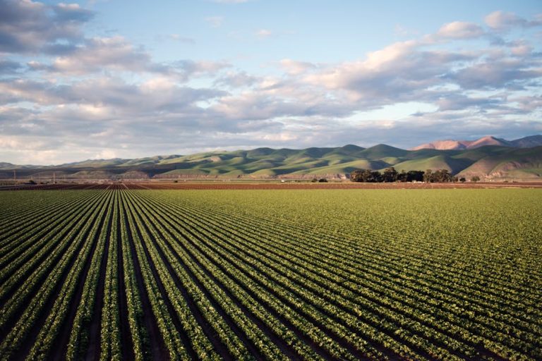 Top 5 AI Innovations Transforming Soil Management for Better Crop Growth